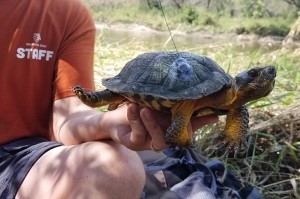 A staff member holding up a turtle by the underside of its shell