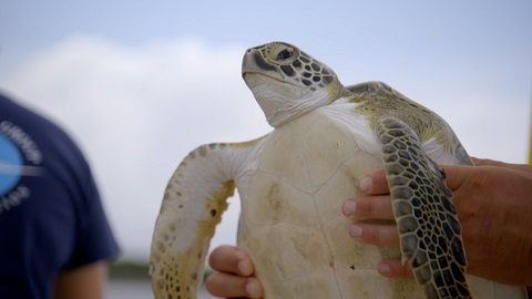 Sea turtle held up by a pair of hands