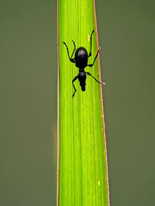 A black beetle sits on the top of a blade of grass