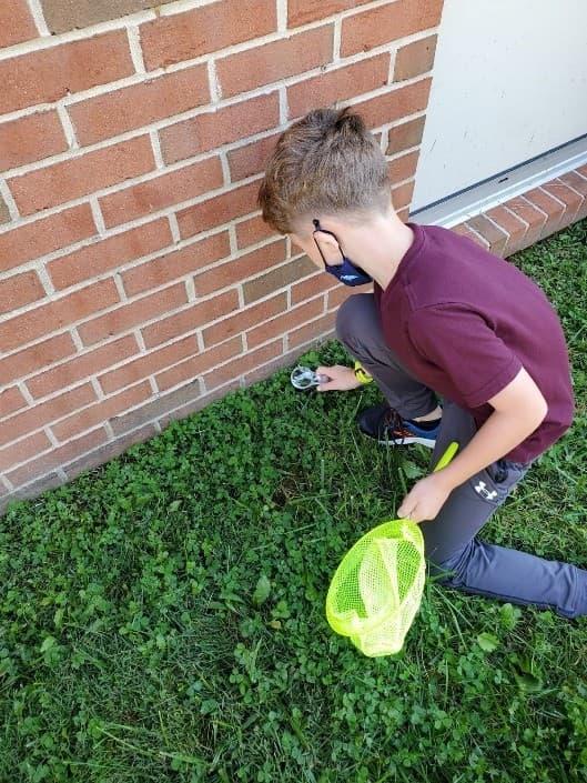 boy collecting insects