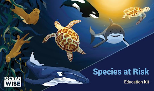 Illustrations of sea turtles, sea otter, orca, great white shark, and whale