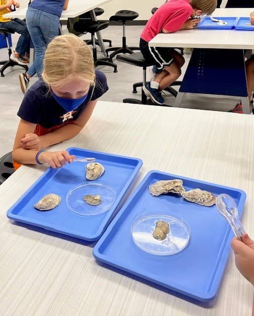 students studying oysters