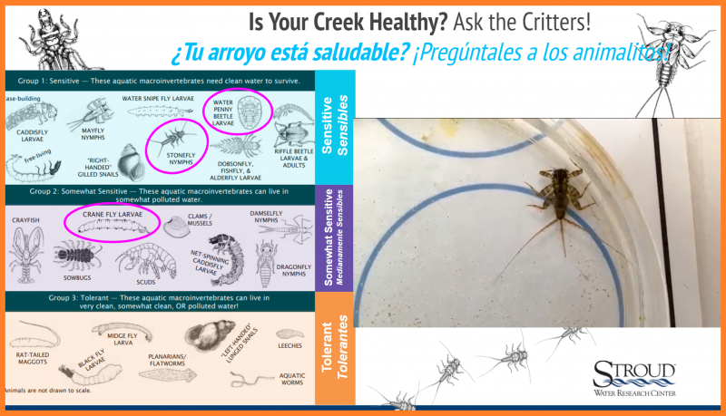 Is Your Creek Healthy?: Incorporating videos of macroinvertebrates and chemistry tests helps students experience water quality assessments, virtually! Photo Credit: David Kline