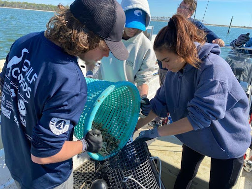 Three students transfer oysters from a blue bucket into a black mesh cage.