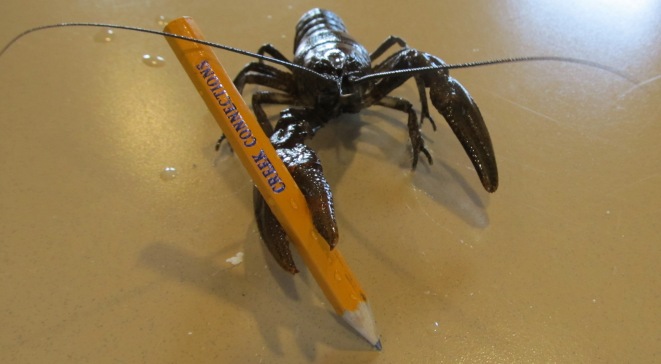 A crawfish model holding a pencil in one claw. Photo Credit: Creek Connections