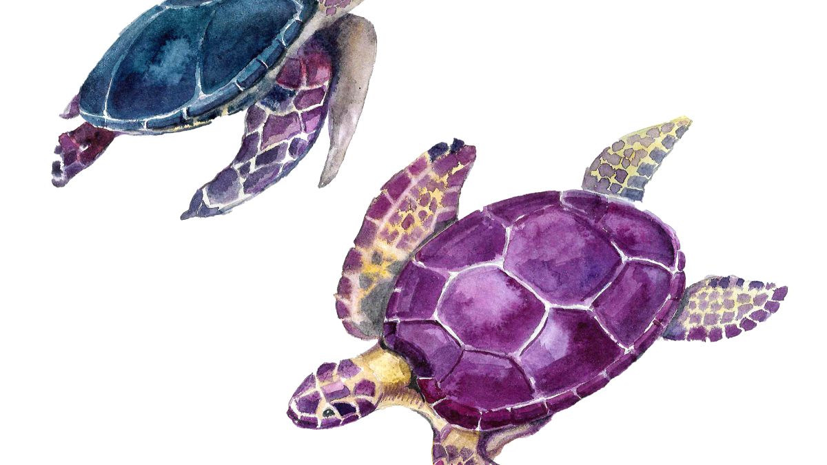 Watercolor illustration of two sea turtles, one blue and one purple