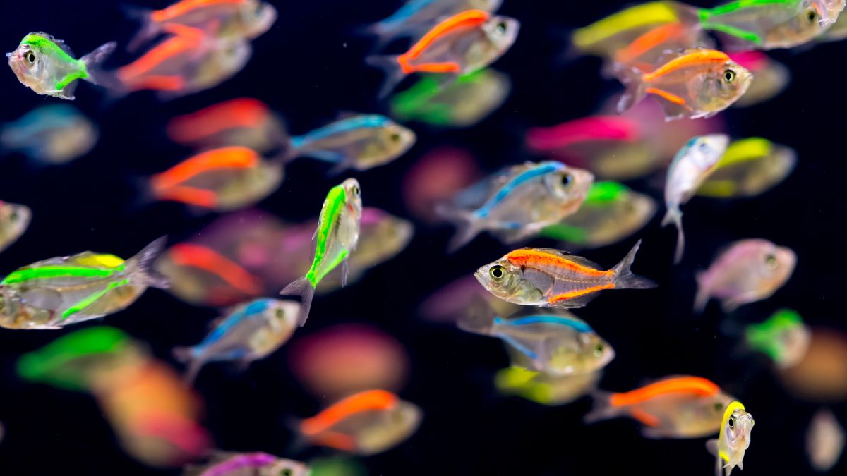 School of colorful Siamese glass-fishes