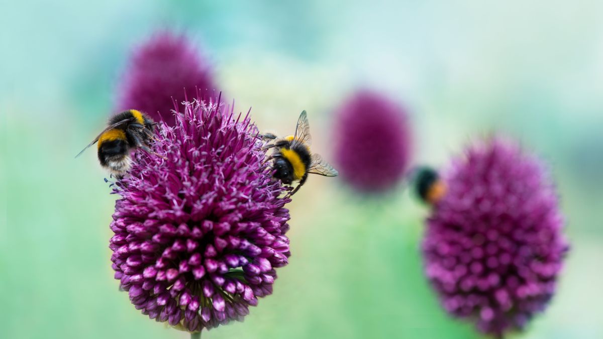 Bumblebees on a purple flower
