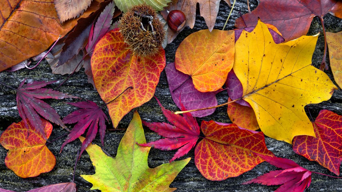 Colorful collection of autumn leaves