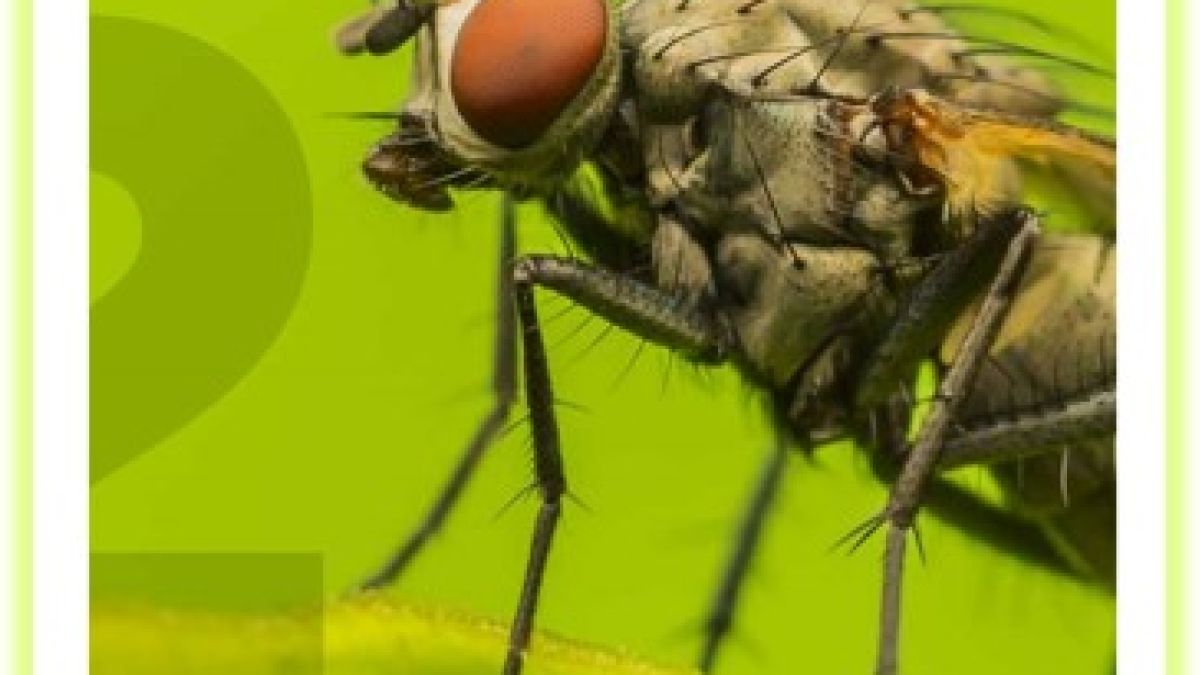 Environmental Education Materials: Guidelines for Excellence