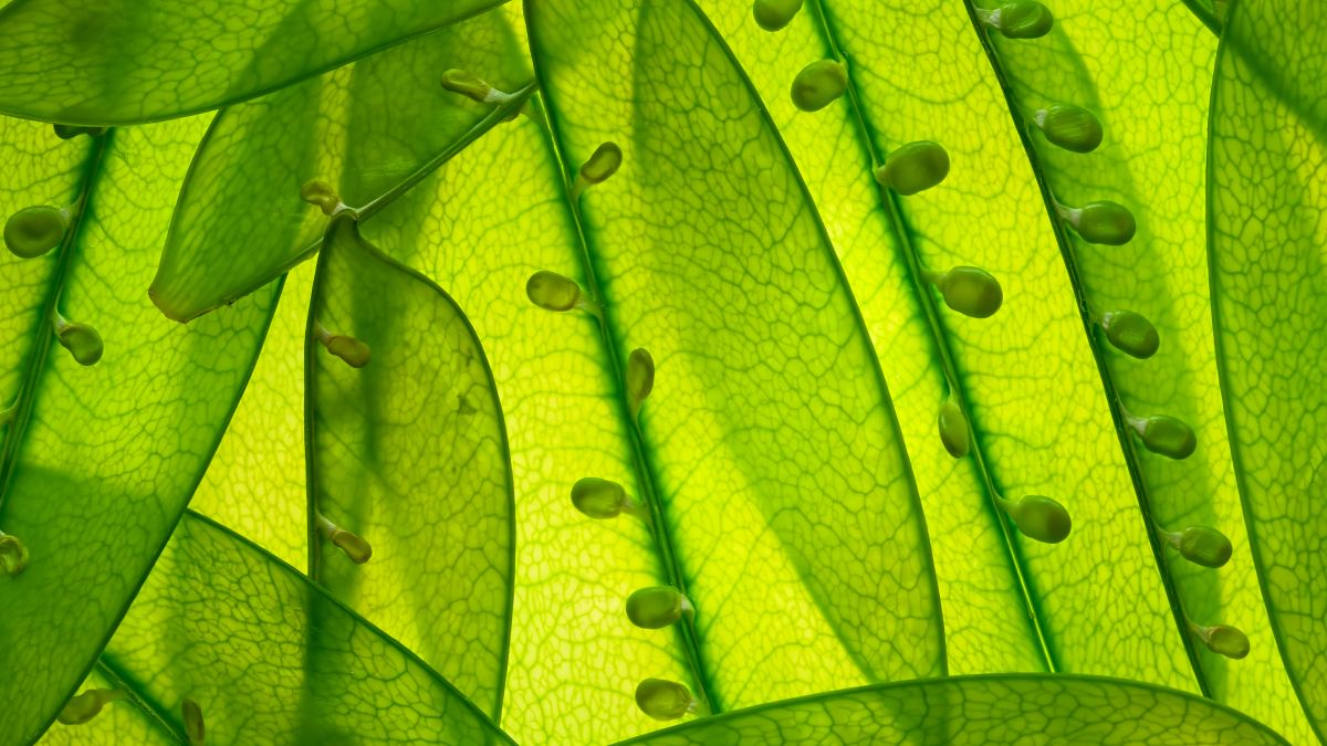 macro snow peas