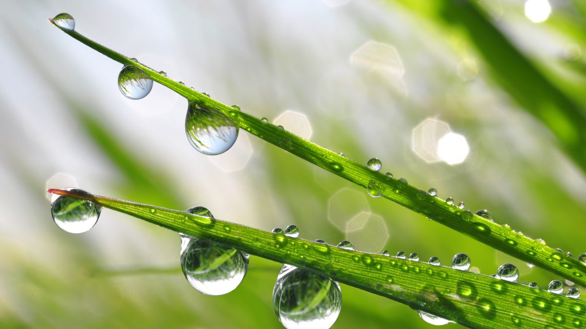 grass with dew drop