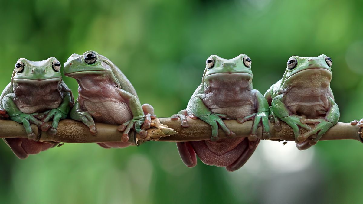 Australian white tree frogs sitting on branch