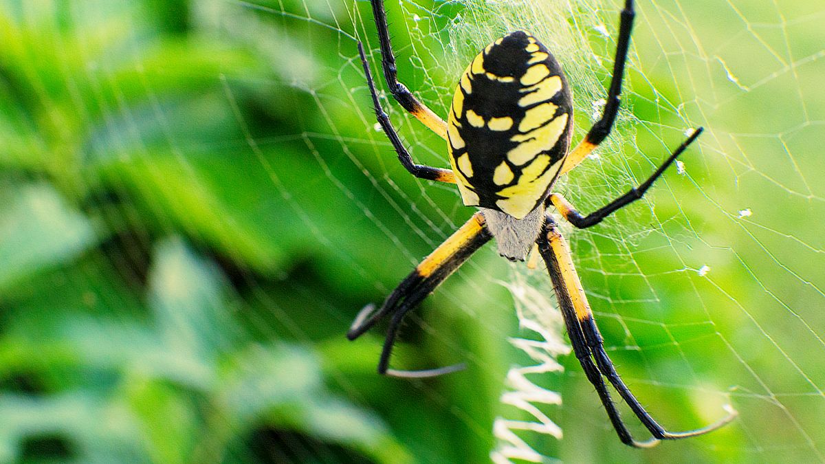 Black and Yellow Garden Spider weaving web