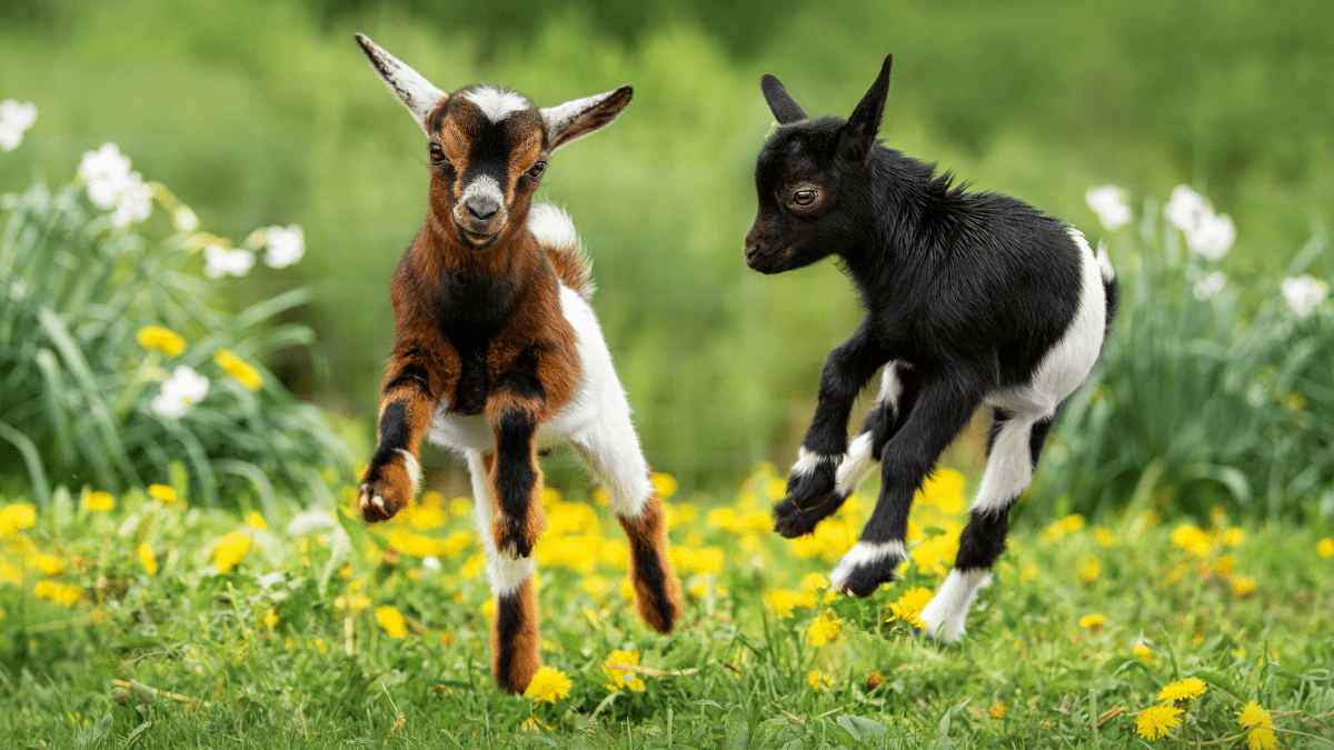 funny baby goats playing