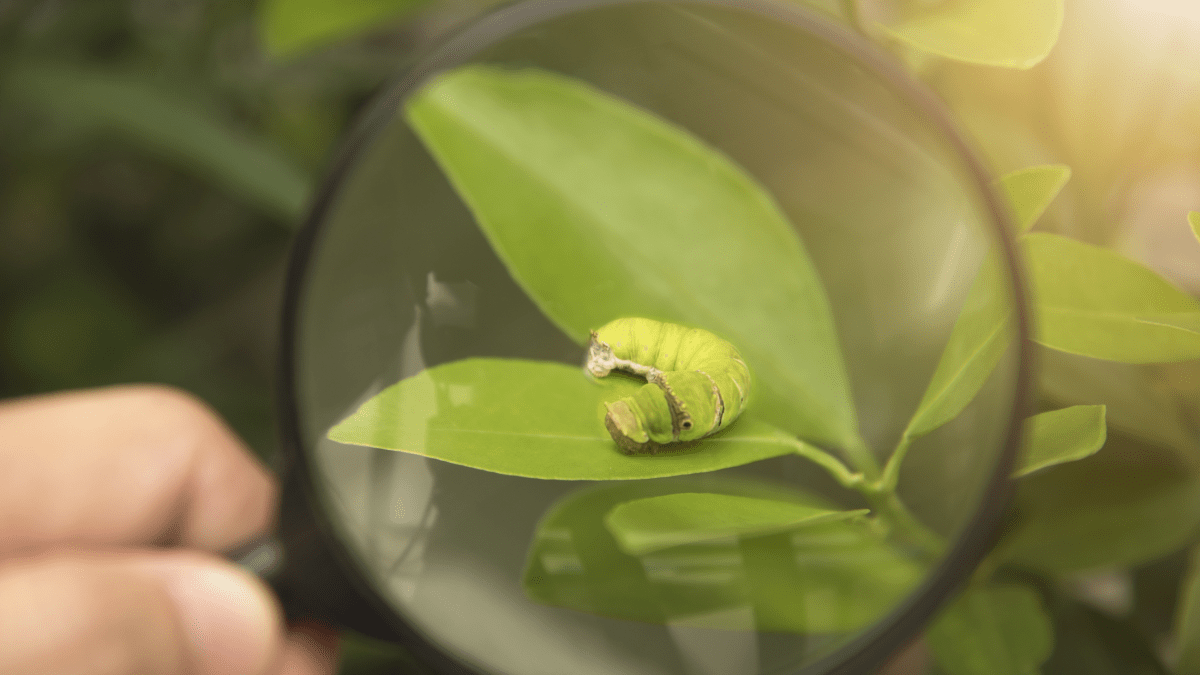 hand holding magnifying glass over caterpillar on leaf