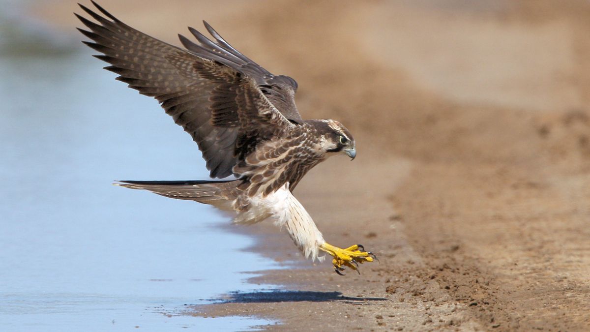 falcon landing on sandy shore