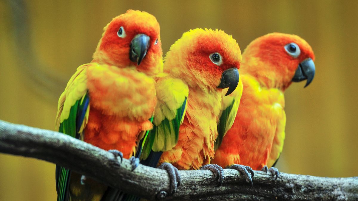 parrots on tree branch