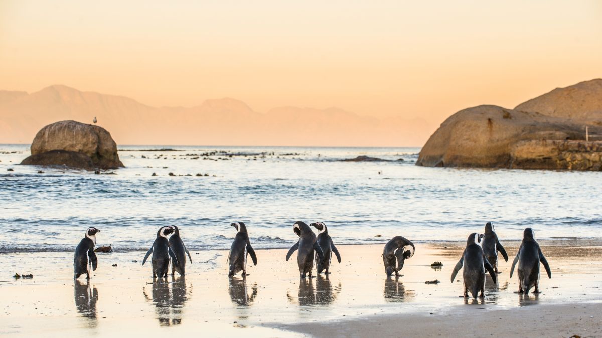 penguins on the sandy coast at sunset