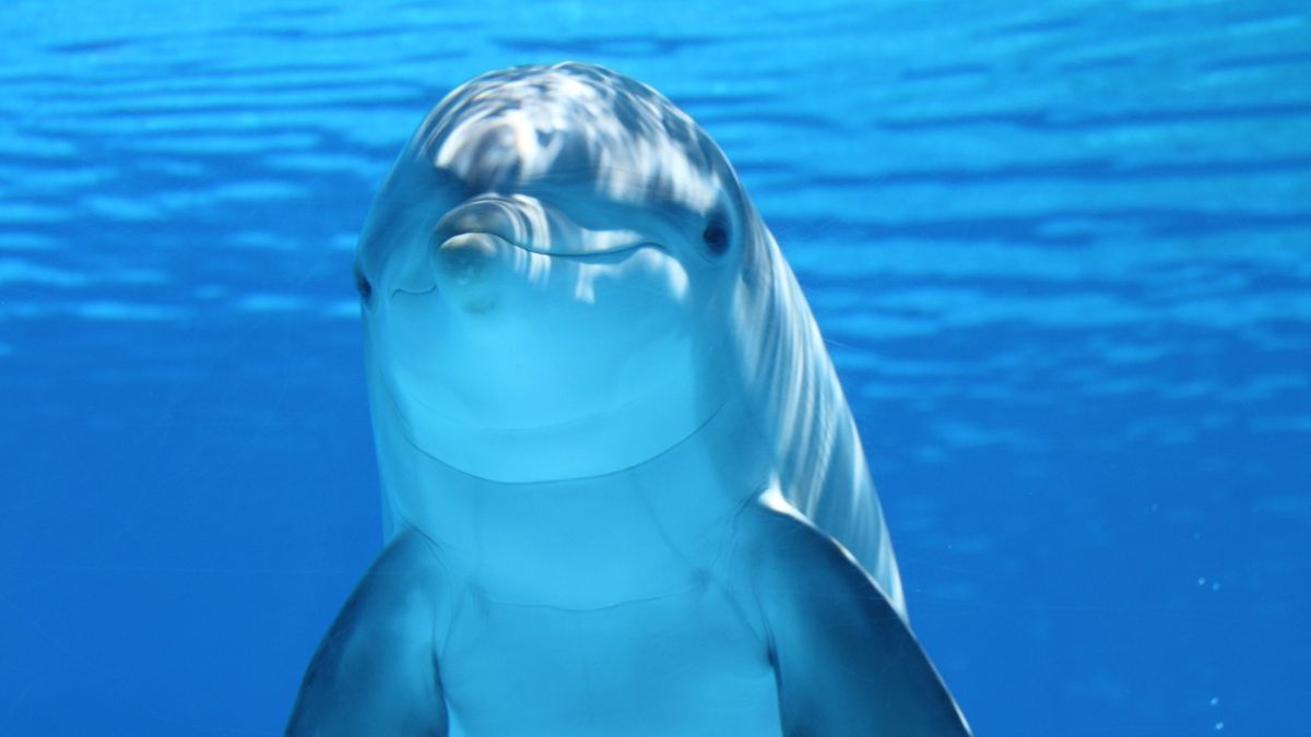 A dolphin in water
