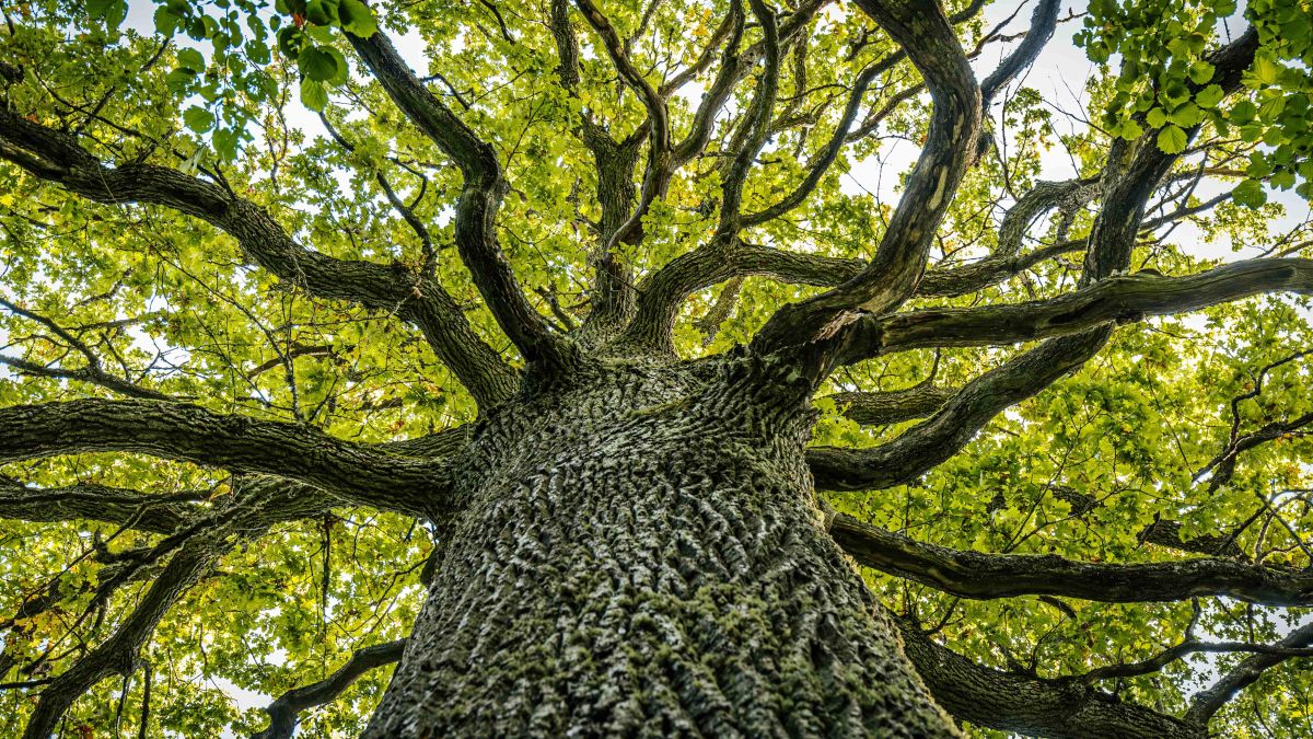 Worm's eye view of a tree with many branches