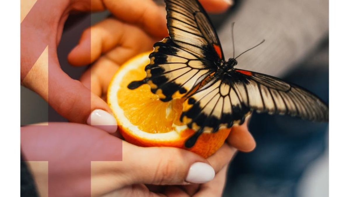Book cover with a butterfly on a half-open orange and text "Guidelines for Excellence: Environmental Education Programs"