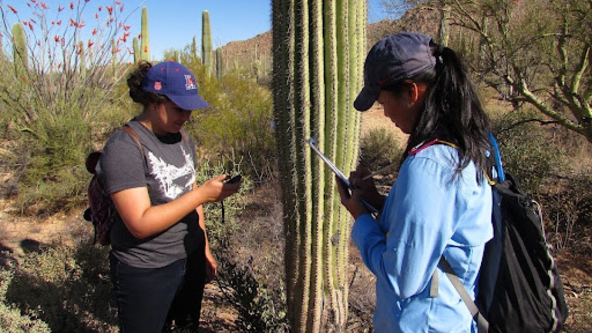 Two students measure a cactus for a research study