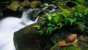 Long exposure shot of stream. Ferns and moss alongside, with a snail.