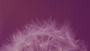 Top half of dandelion, resembles satellite connections around the globe. Purple.