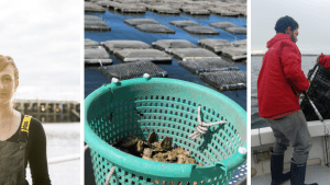 Three photos: 1. a person in a black waders holds up seaweed 2. a teal plastic basket holding oysters sits by oyster beds in water 3. two people in black pants and boots and red jackets stand in a boat and pull up a black cage 