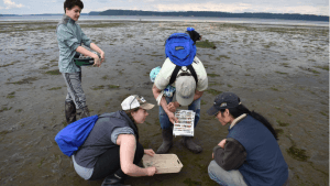Puget Sound Estuarium visitors at low tide with trained naturalist.