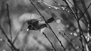 Grayscale Photo of a Bird Flying