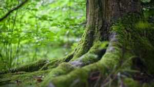 Green Tree Near Green Plants