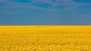 Ukraine landscape of yellow flowers and blue sky