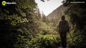 WeNaturalists image. Hiker looks out from a forest into a small learning framed by trees, grass, and a large hill. 