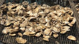 oysters on mesh netting with water in background