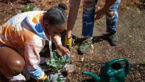 Two Black girls planting green leaf vegetables in a community garden