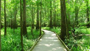 Boardwalk through green forest at Congaree National Park