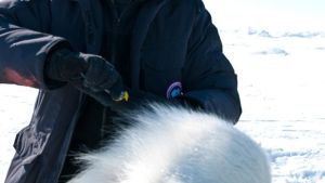 Arctic scientist Elisabeth Kruger with polar bear