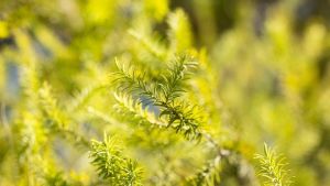 Close-up photo of a juniper branch in sunlight