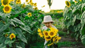 Child walking through sunflower field, carrying a large bouquet of sunflowers and laughing.