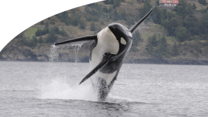 Saving the Southern Resident Killer Whales