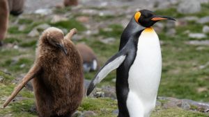 An adult penguin followed by a juvenile walk on grass