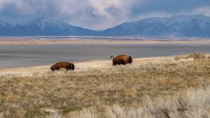Two brown bison on a field with a snow-capped mountain range in the background