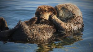 Sea otter pup and parent cuddling