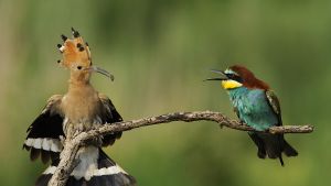 Two birds sitting on a branch