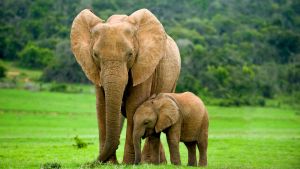 two elephants standing together, mother and baby