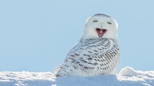 owl in snow