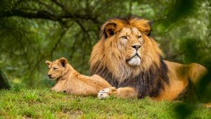 A photo of a male lion with a lion cub lying on grass