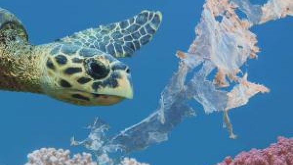 Sea turtle swimming among the corral and plastic marine debris.